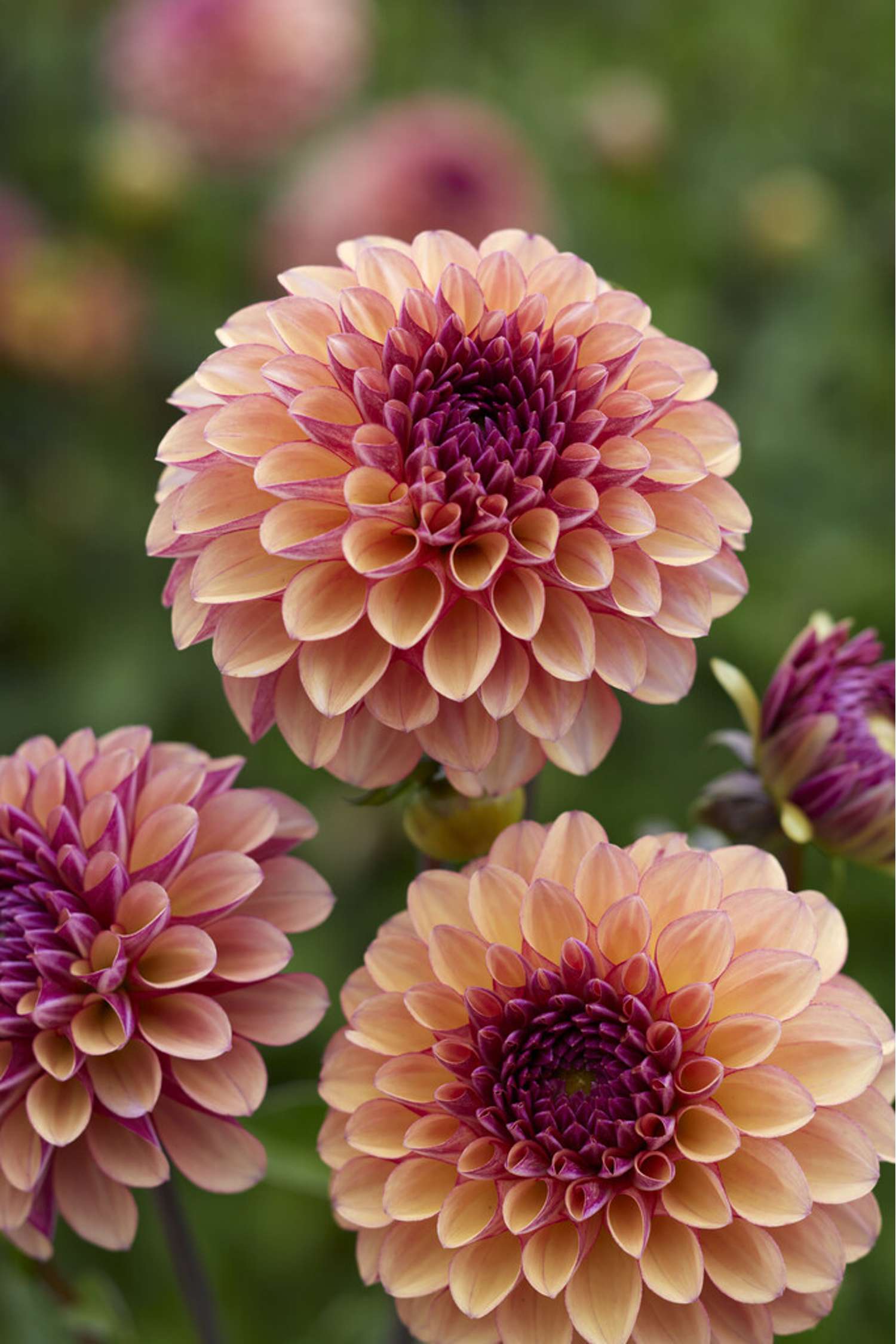 Dahlie ‘Palmares’